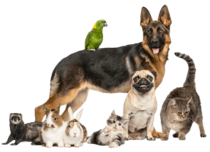 A German Shepherd, parrot, pug, two cats, two rabbits, and a ferret — the wide range of pets cared for at Pet Emergency Center