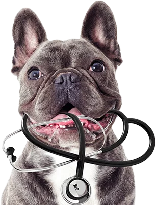 Bulldog puppy adopted through a South Florida pet rescue organization